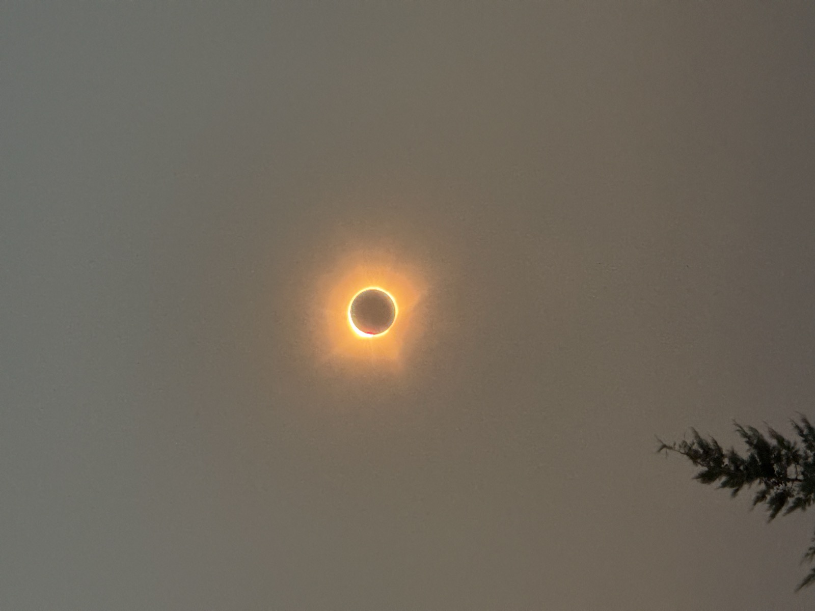 Totality: the solar corona around the Moon's black disk above a poplar silhouette, Burgos 2026